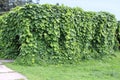 Gazebo covered aristolochia macrophylla in the summer garden